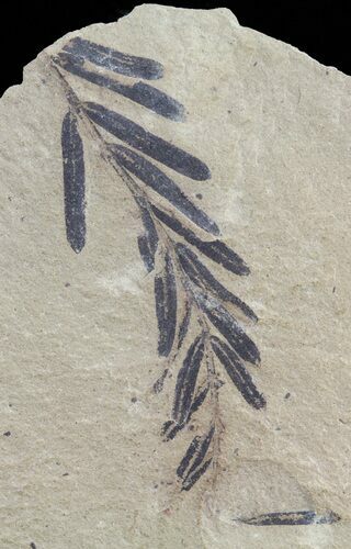Metasequoia (Dawn Redwood) Fossil - Montana #62289